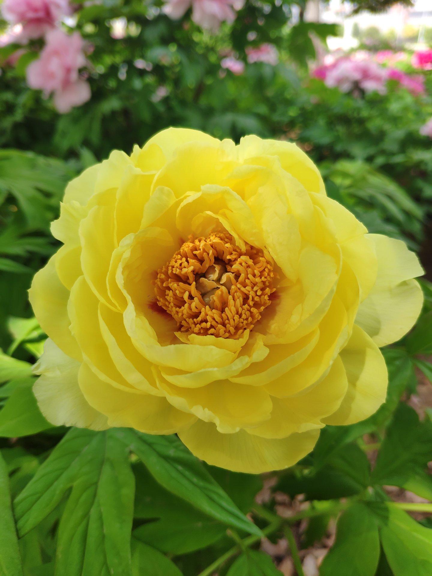 芍药