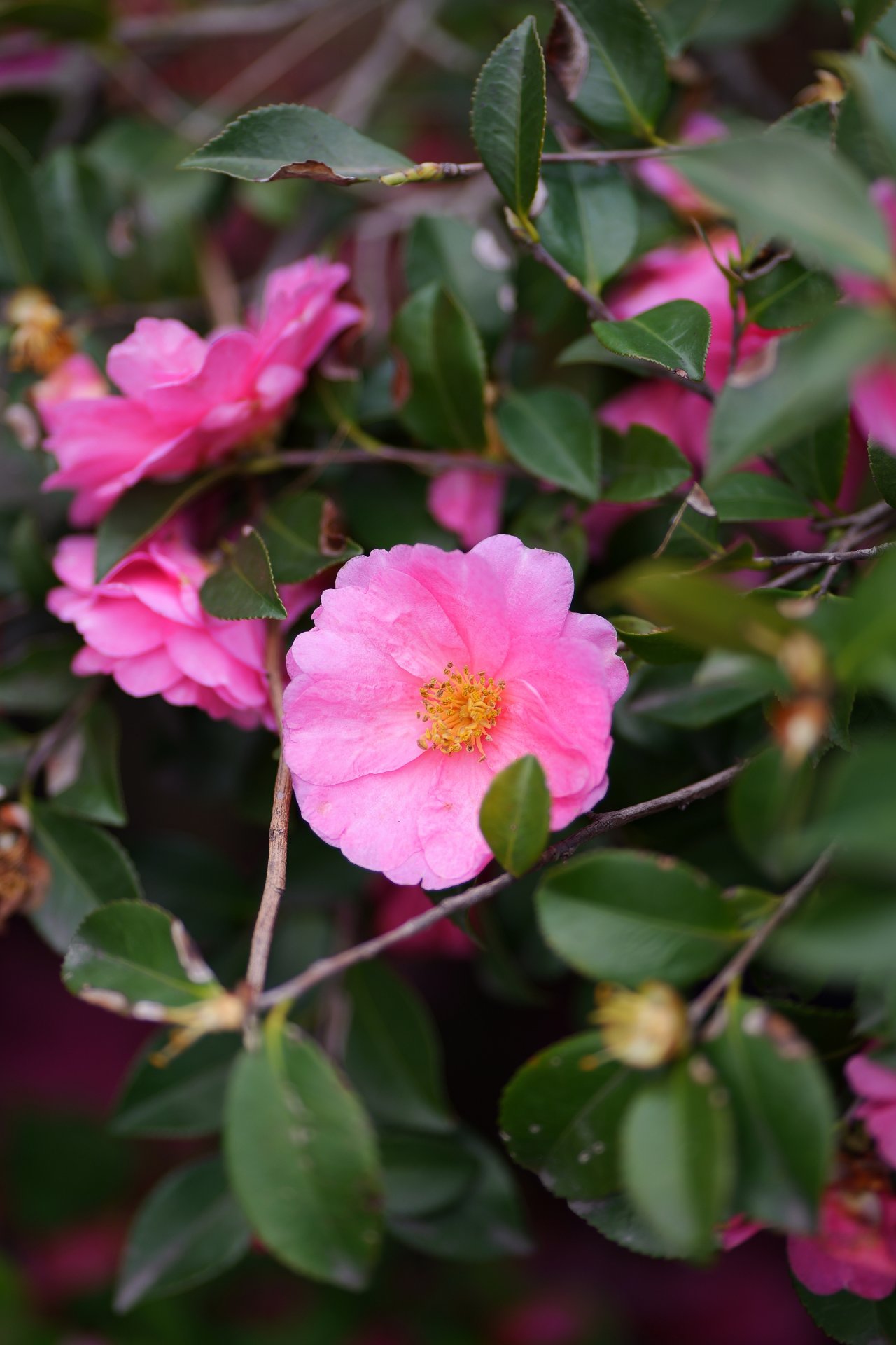 茶花/茶梅